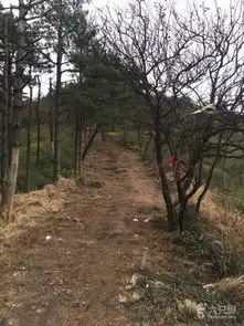  杏梅尖环线未命名
