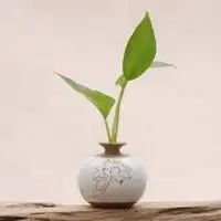  花瓶微信头像微信头像图片大全