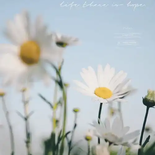  2023最新唯美浪漫花朵风景头像