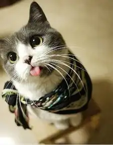  矮油,小猫咪,这般萌,你这是要闹哪样嘛