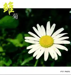  小雏菊的唯美图片