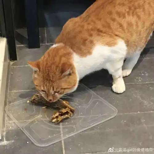  我好心救了只流浪橘,却被120拉去集中隔离了