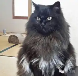 可爱猫咪头像女生霸气高