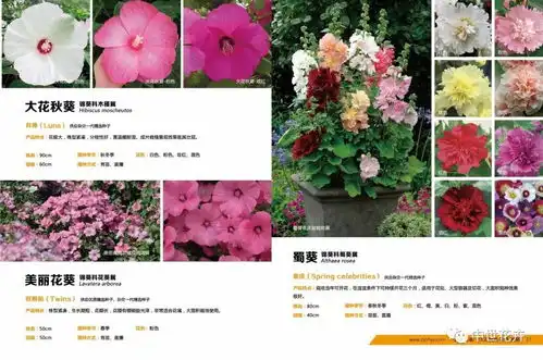  2019中世花卉花海图鉴免费领取