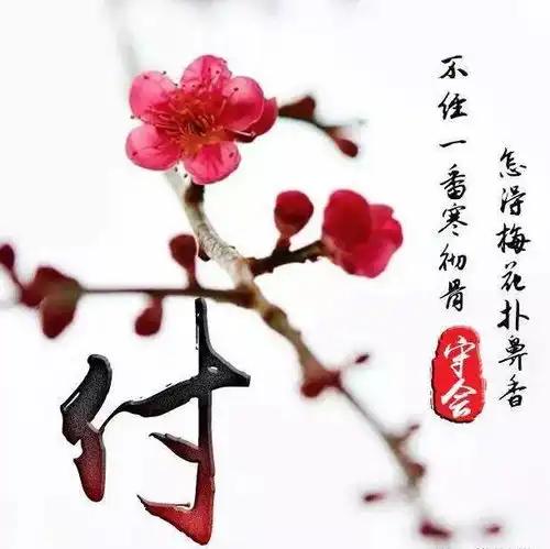 中老年头像大全姓名头像,一支红梅,美在其中,你一定喜欢