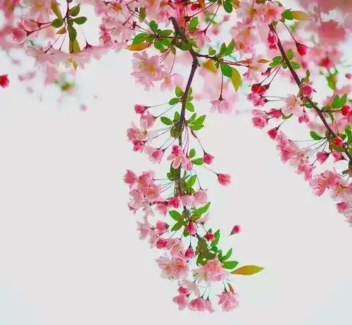 微信头像时光安暖