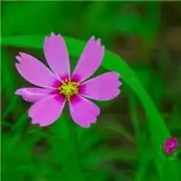  微信花草类头像微信头像图片大全