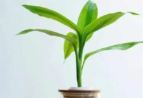  家里养富贵竹,几根招财几根吉祥凑个吉利数,好运自然来