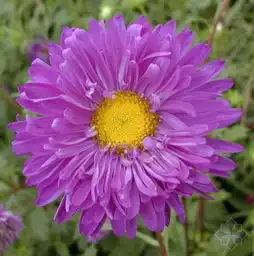  草花苗木图片,草花苗木高清图片青州市振宇花卉苗木批发基地,中国制造网