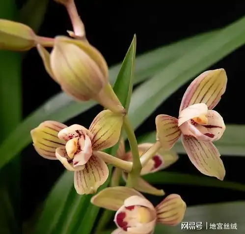  别光养牡丹茶花了,此兰一年能开四五次,香气独特,适合新手养护