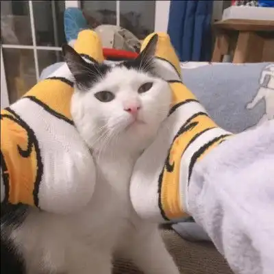 情侣头像奶凶奶气的猫咪