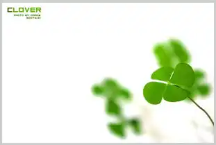  别人送我的一株四叶草,这东西很稀有么真正的名字叫什么呢