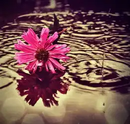  求欧美非主流花朵的图片