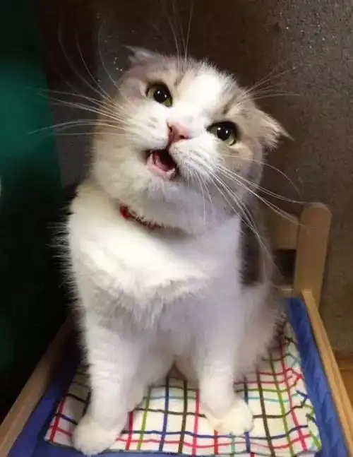  冬季养猫必须知道的那点事儿