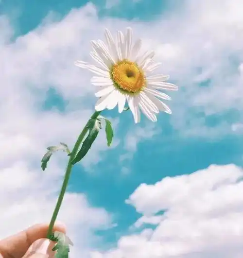  阳光暖心的句子,唯美简短,送给有些孤单的自己