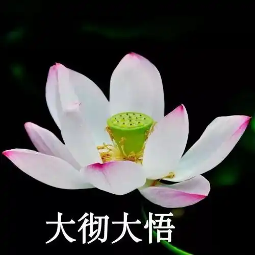 2025年最旺微信头像再过