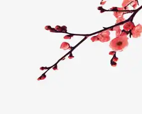 孙姓微信头像最新版杏梅
