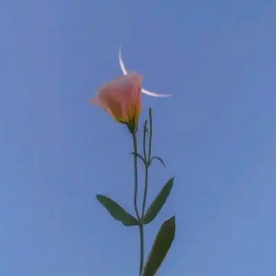  带好运的风景花草微信头像2019精选唯美优质风景头像心愿游戏