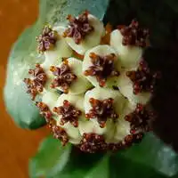  兰花唯美头像兰花真景微信头像图片大全