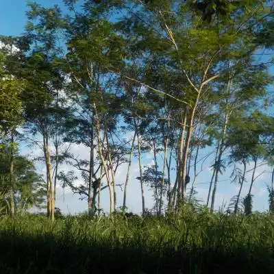  唯美风景微信头像,亚马逊河流风景高清图片