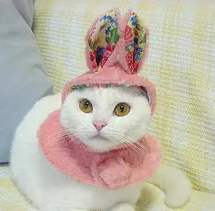  猫猫也爱戴帽子