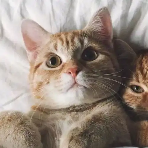 小猫情侣头像不明显