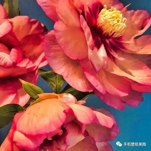  微信背景图片大全高清,抖音封面图第一无二