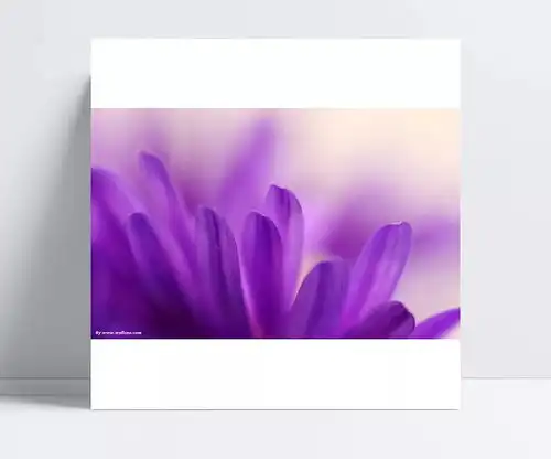  紫色菊花特写图片jpg风光,风景摄影,风景图片,花瓣,花朵,摄影图片,植物,紫色菊花,自然景观,花朵背景花朵深巷老猫
