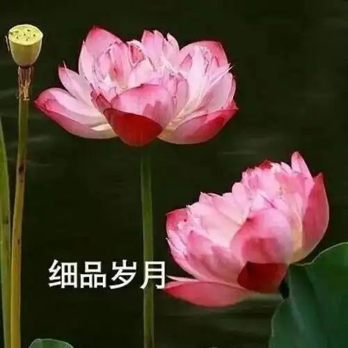  7月必备100张微信头像,赶快换上