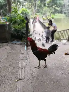  执手相看世界清迈闺蜜行