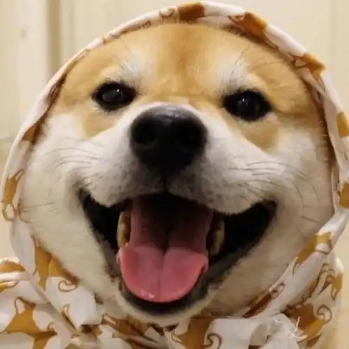 情侣头像柴犬和人牵手
