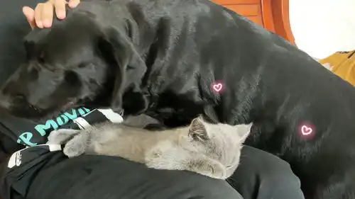  猫狗生活宠物吃醋了,比女朋友还难哄,怎么办日常家有萌宠萌宠萌宠猫咪日常狗狗的日常记录日常生活