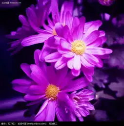  紫色的鲜花特写图片327823花草树木