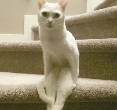  沙雕猫片,看完法力无边