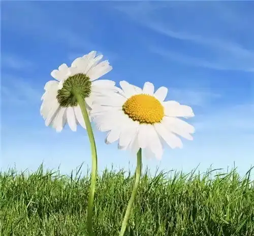  这一生,最正确的生活方式