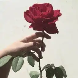 女生头像花朵唯美清新意