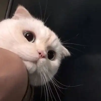  三分钟教你挑选,猫咪离不开的猫草片