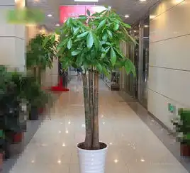  桔子小苗用什么肥最好