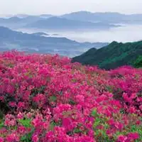  好看的杜鹃花微信头像最美唯美杜鹃花头像