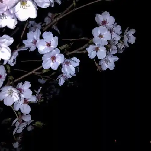 女人用的幸运花头像带字