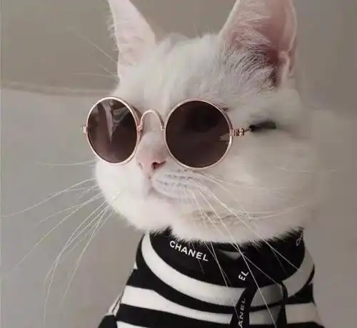  小仙女签收,16张超萌的猫咪闺蜜头像