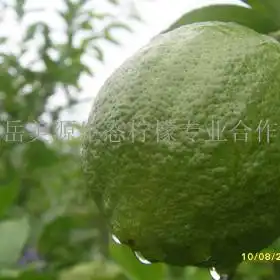  美源生态柠檬项目简介价格费用可以加盟吗