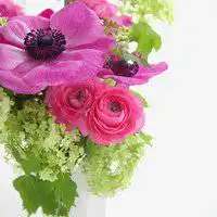 2019新版微信头像花朵唯