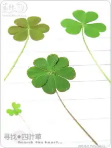  谁有四叶草的图片