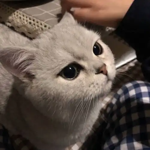  爱了猫