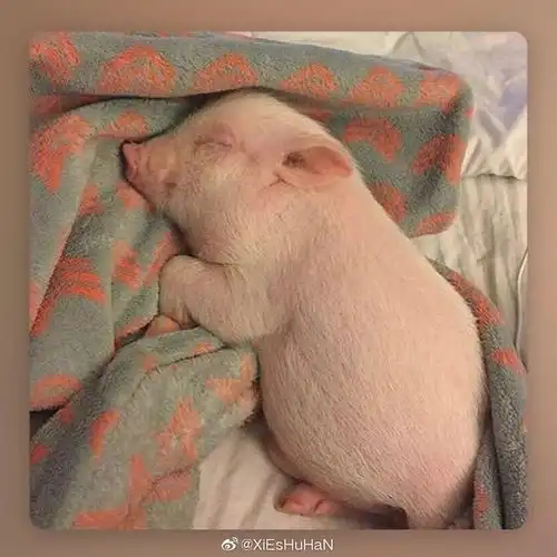 简约微笑头像背墙