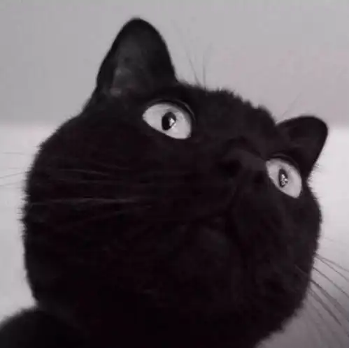  这一波,全是猫