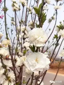  大美湿地花映姜楼姜楼镇2019乡村旅游文化节暨第四届桃花节来了