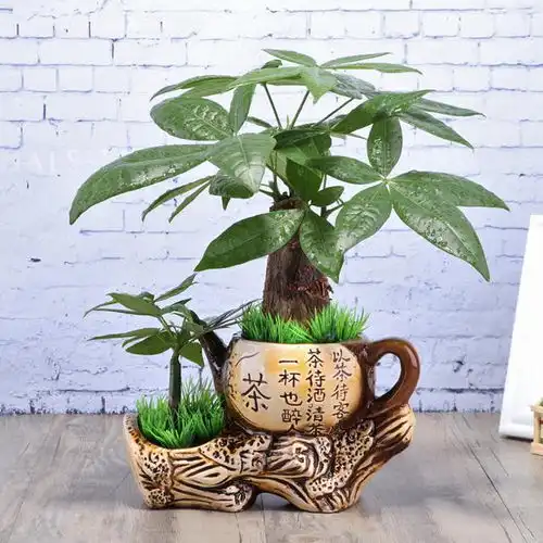 鸡年家里摆这几种招财植物,让你财源滚滚,好运连连
