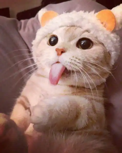  养猫除了猫粮猫砂,还需要什么